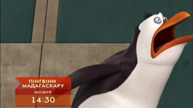 Пінгвіни мадагаскару. друзі, в яких живе любов