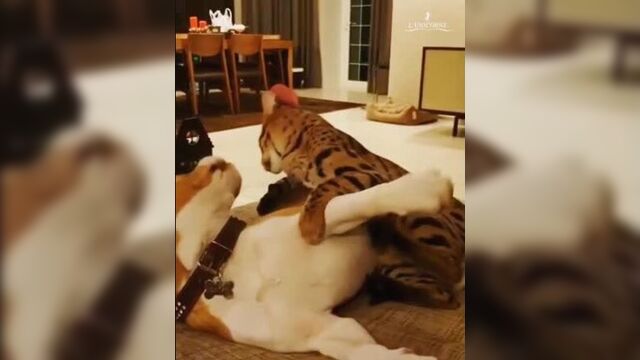 Саванна f1 у нашего очень уважаемого клиента