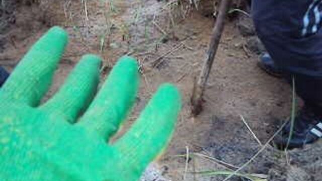 Йотк на проекте "посади дерево - помоги республике")))