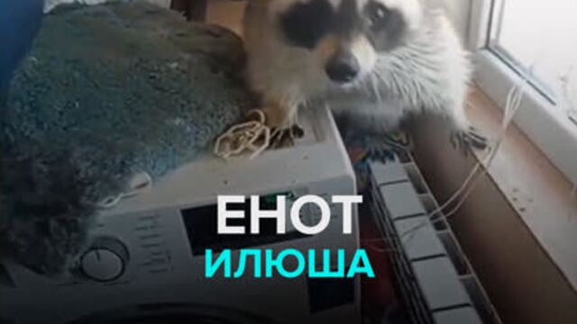 Енот илюша — москва 24