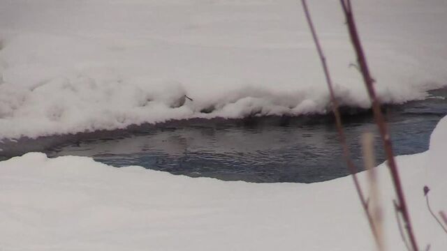 Утонувшая в крещение в гатчинском районе найдена???