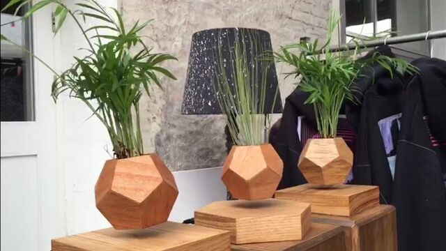 Левитирующие растения на ламбада-маркет 14.08.2016