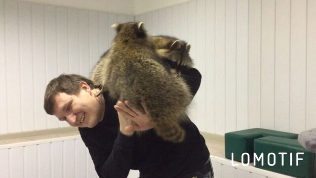 Гости енотовиля