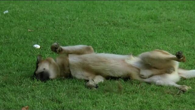 К-9: собачья работа (k-9)