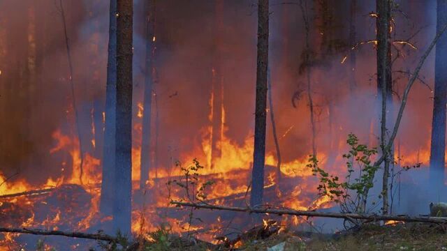 Пожары карелии 2021 мчс