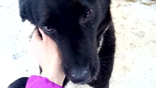 Чара, милая девочка около двух лет, ростом по колено.