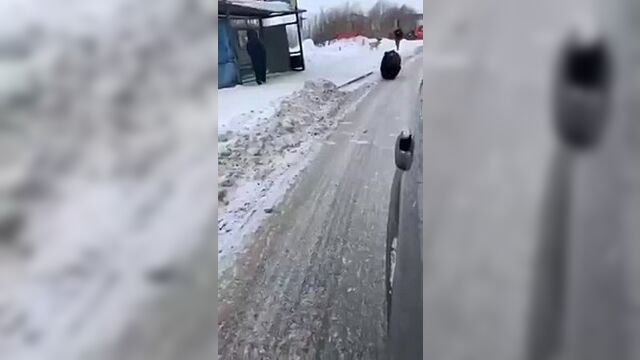 Медведь пойман в нижневартовске 