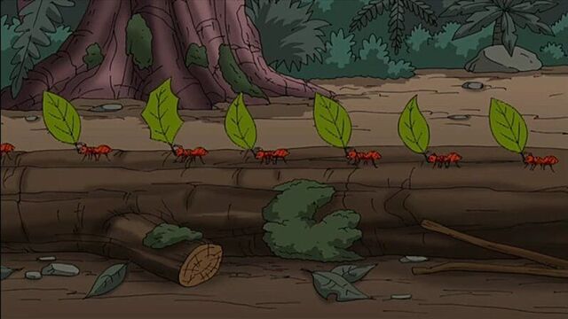 Муравьи (лучший момент)