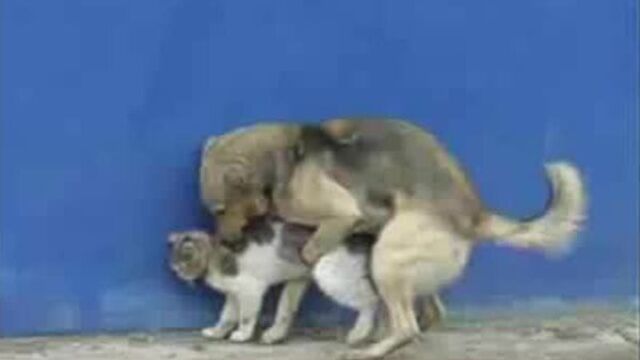 Собака трахает кота