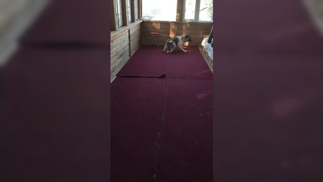 Ветеринарная клиника «самарская лука»