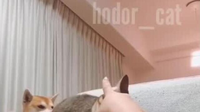 Пёсик на заднем фоне озадаченный стоит