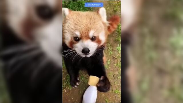 Красная панда хрумкает яблочко