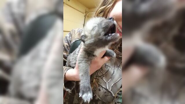 Волчка обидели, бедный малыш...