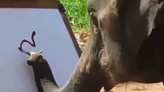 Забавно, что слоны могут рисовать получше некоторых людей