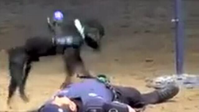 Полицейская собака спасает жизнь офицера gjkbwtqcrfz cj,frf cgfcftn ;bpym jabwthf