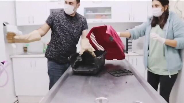 Суета от кота