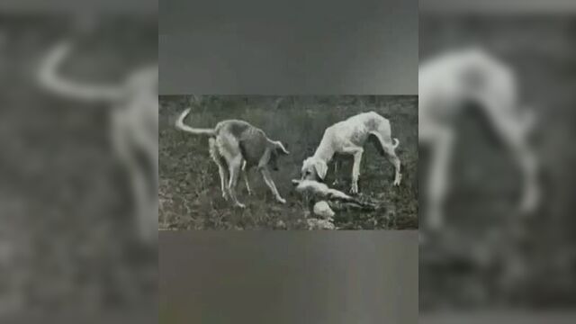 Казакы кумай тазы