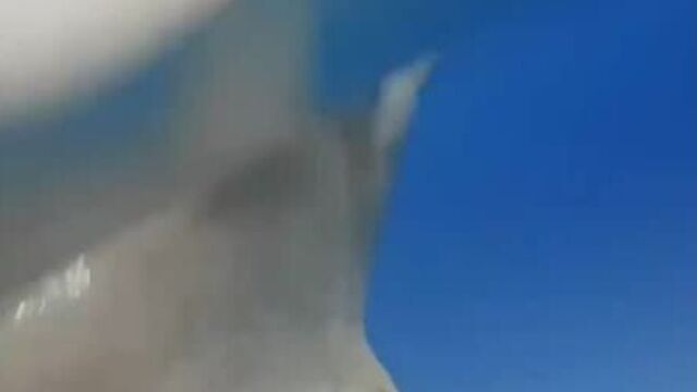 Дельфины играют в волейбол рыбой фугу