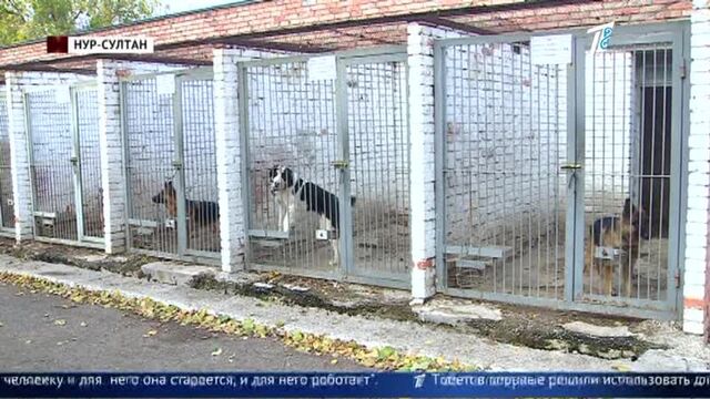 Казахских собак породы тобет привлекут к службе в полиции нур-султана