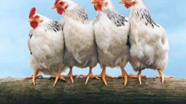 Звуки домашних животных!