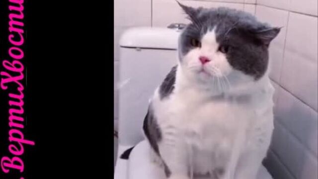 Тили - тили, трали - вали. вы водой нас поливали. трали - вали, тили - тили, в тапки мы вам отомстили!