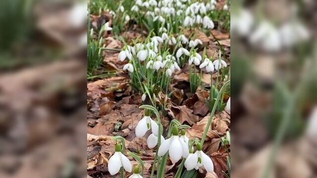 Подснежники 2021 года в крыму