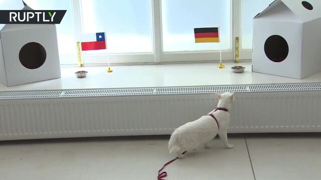 Предсказания кота ахилла