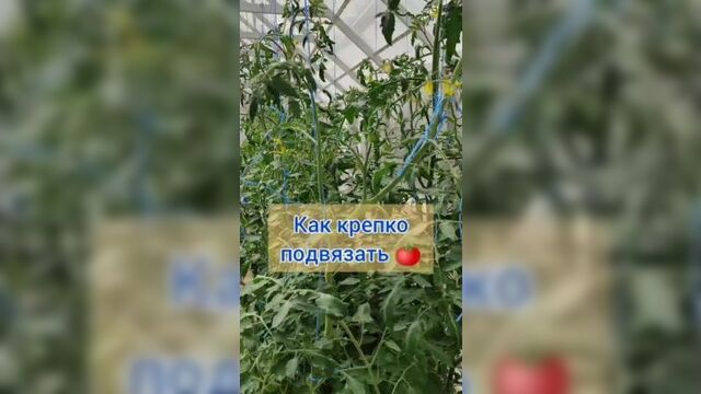Как подвязывать томаты и зачем? сам стебель томата много не весит, а вот плоды весят в десятки раз больше и вот упор подвязки