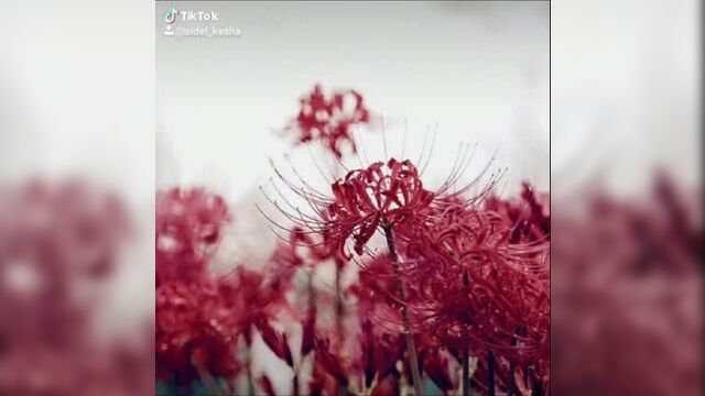 Токийский гуль, канеки, хиде