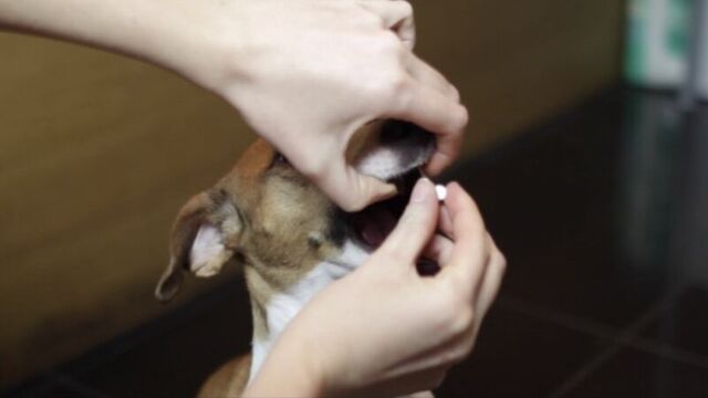 Собака и таблетка. как дать собаке таблетку за 10 сек. гоним глистов.