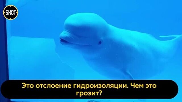 Спышка золотистого стафилококка в приморском океанариуме приняла новый масштаб — от дельфинов зараза перекинулась на людей.