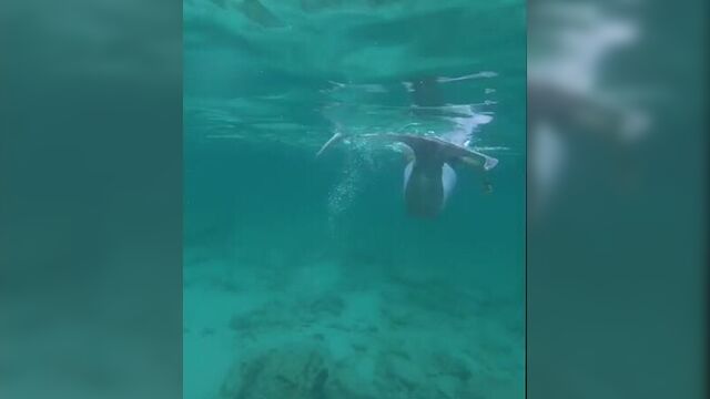 Настоящая русалка