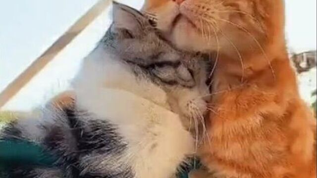 Не грусти родная ) поедем мы с тобой к бабуле в деревню , там мышей много и корова в хозяйстве есть...