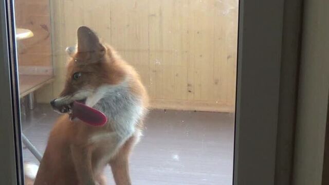 Ну совсем окна не моют... все я, да я.