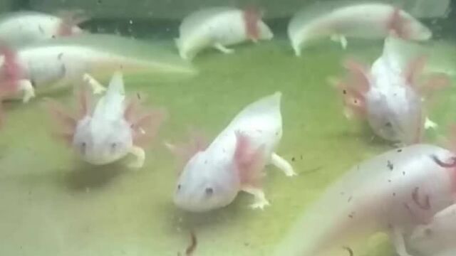 Луганск аквариумные рыбки аксолотль купить