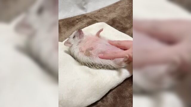 Массаж для ёжика