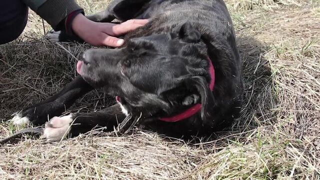 #одесса_шарик (на радуге)