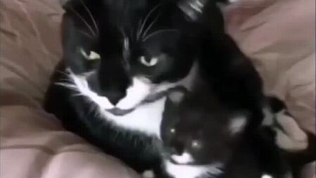 Мамина деточка 2