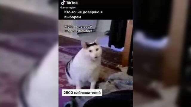 Кот бендер мемы