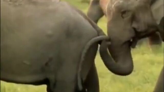 Секс в природе развязные животные отжигают. дикий мир.