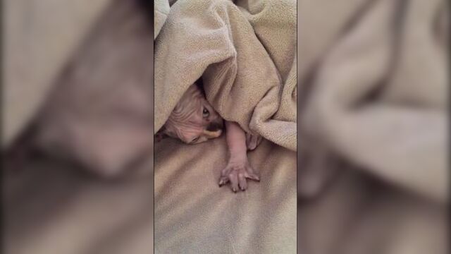 Голум (vhs video)