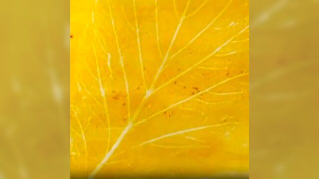 Осенние рисунки для детей.