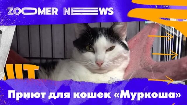 Zoomer news: приют для кошек «муркоша»: спасение животных и волонтеры и опекуны проекта