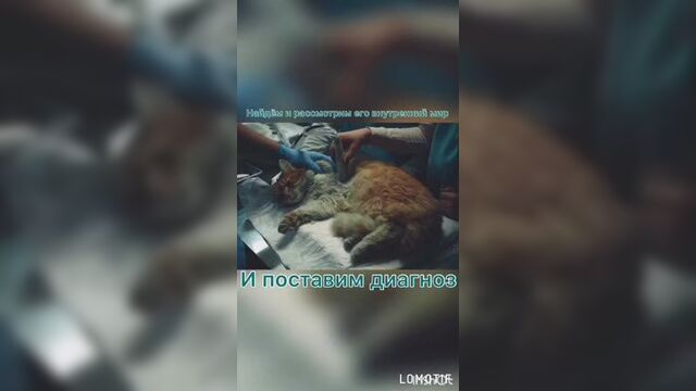 Video by ветеринарная клиника "зооцентр"в севастополе