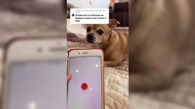 Переводчик для собак