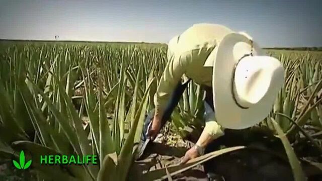 Алоэ вера гербалайф