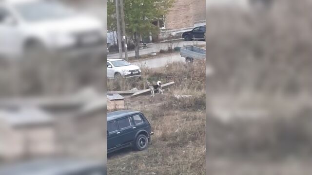 Доска позора почета ухта-сосногорск ревизорро