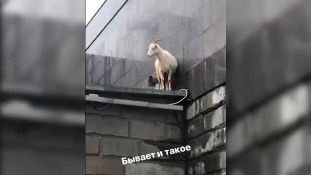 Типичный сочи