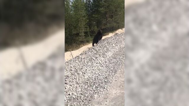 Медведь радужный