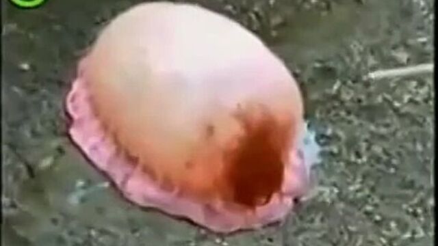 Неведомая поебень пиздуза рыба-пизда!!!! в конце кончила=)))